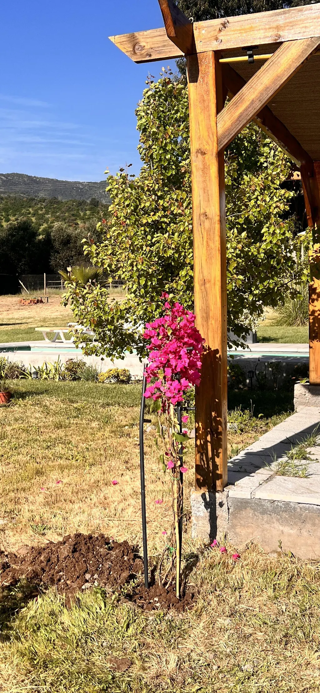 Bugambilia Enredadera