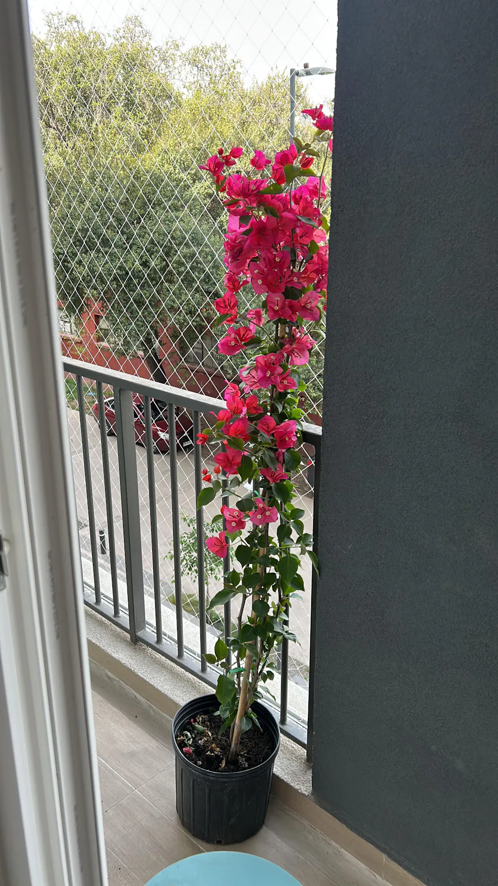 Bugambilia Enredadera