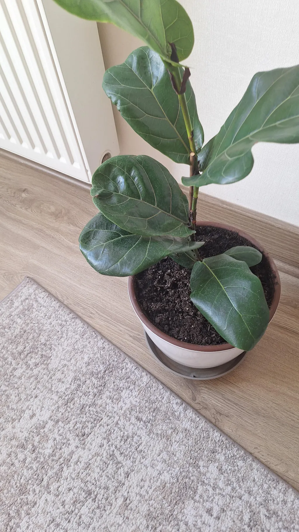 Sustrato de Interior