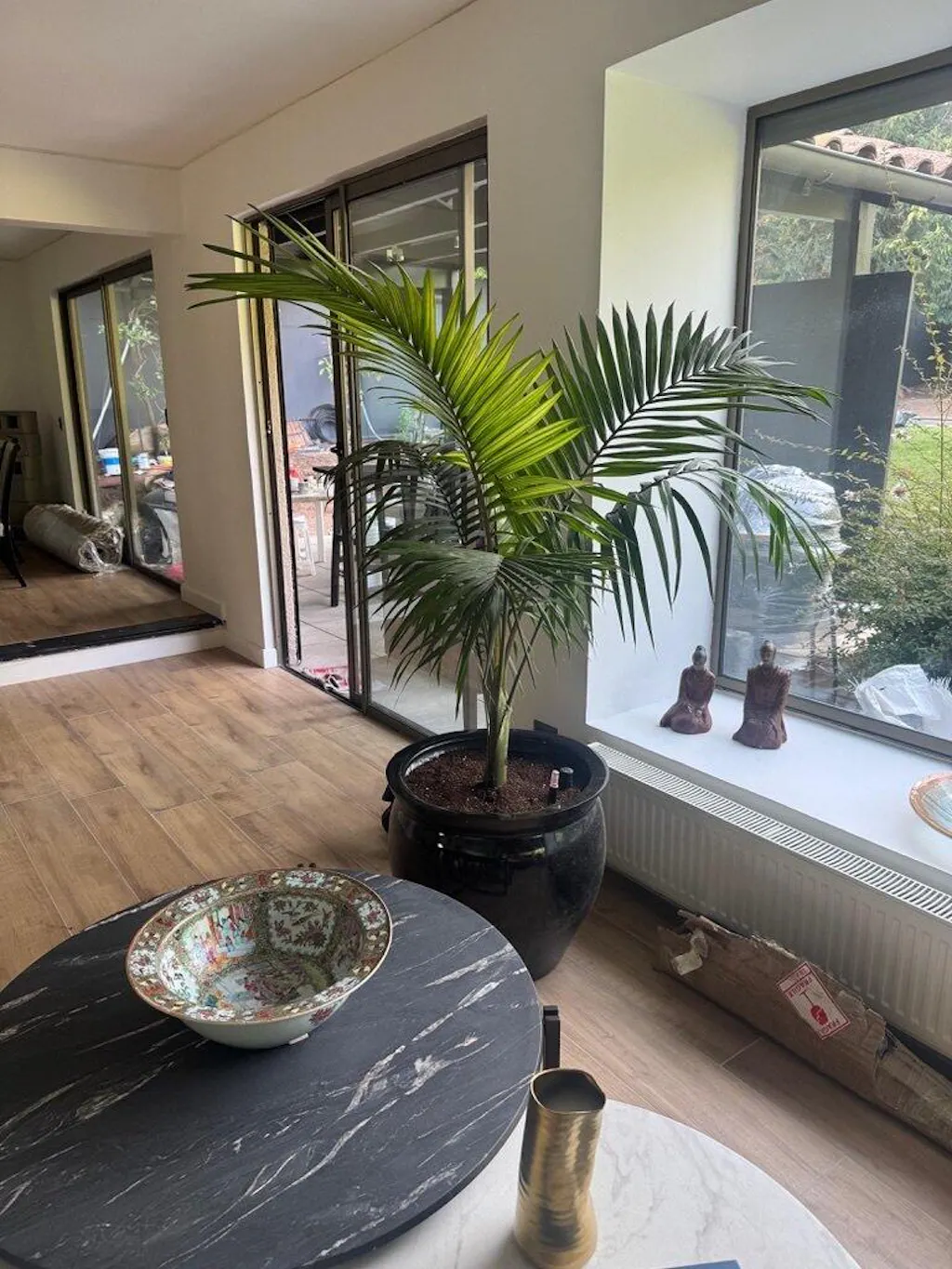 Kentia - Palmera Grande de Interior