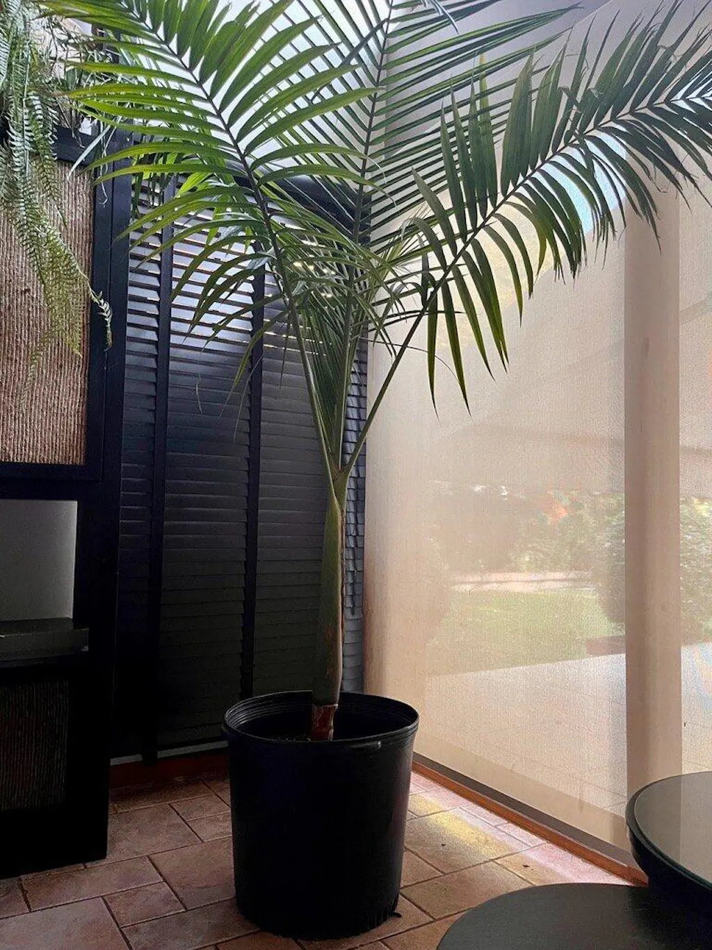 Kentia - Palmera Grande de Interior