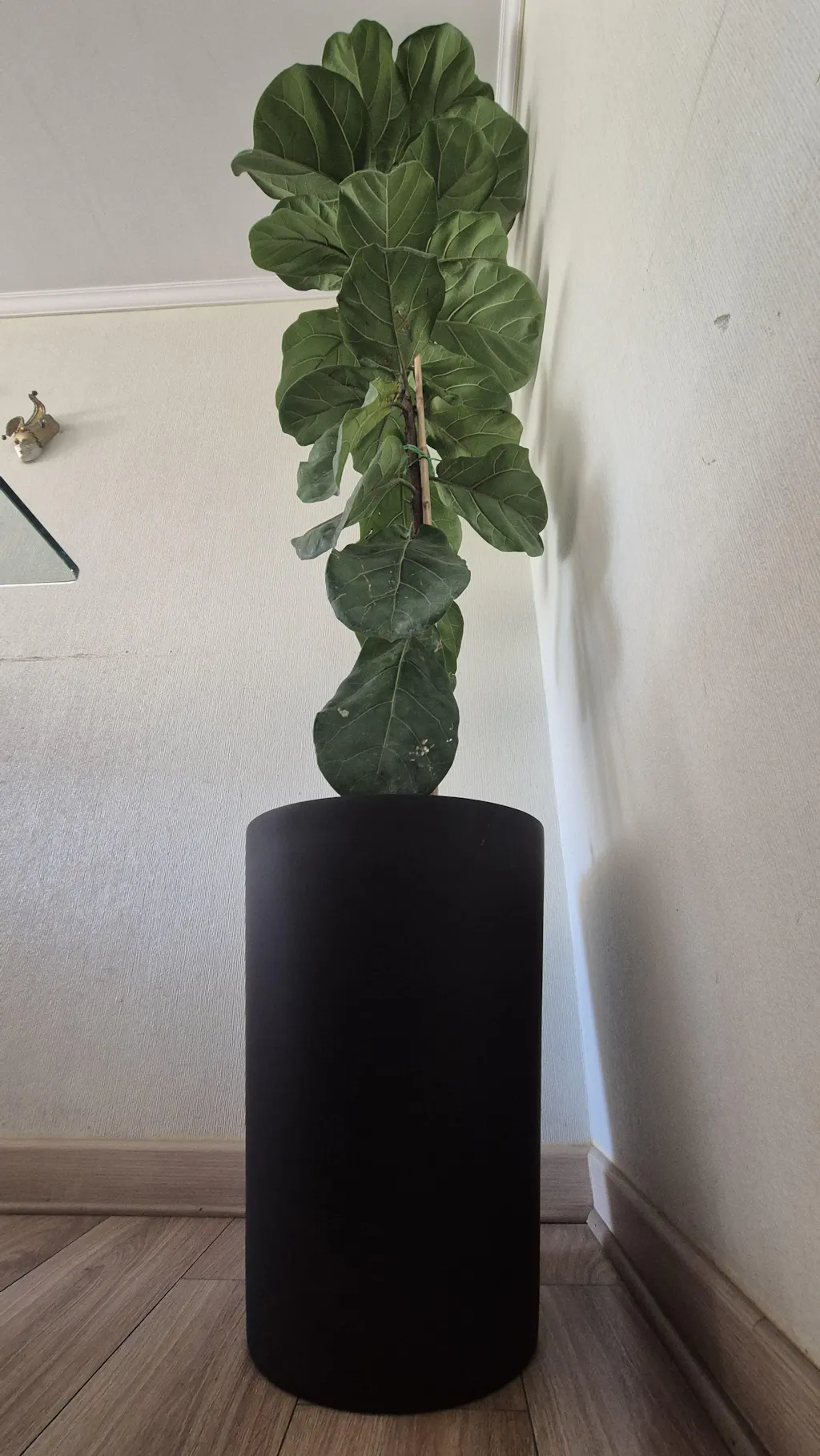 Plantas Tole