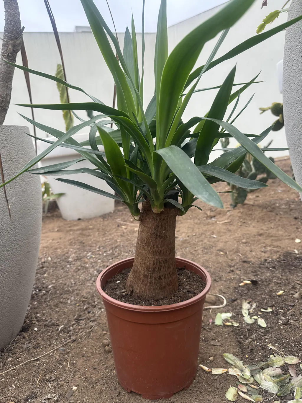 Yuca Bulbo