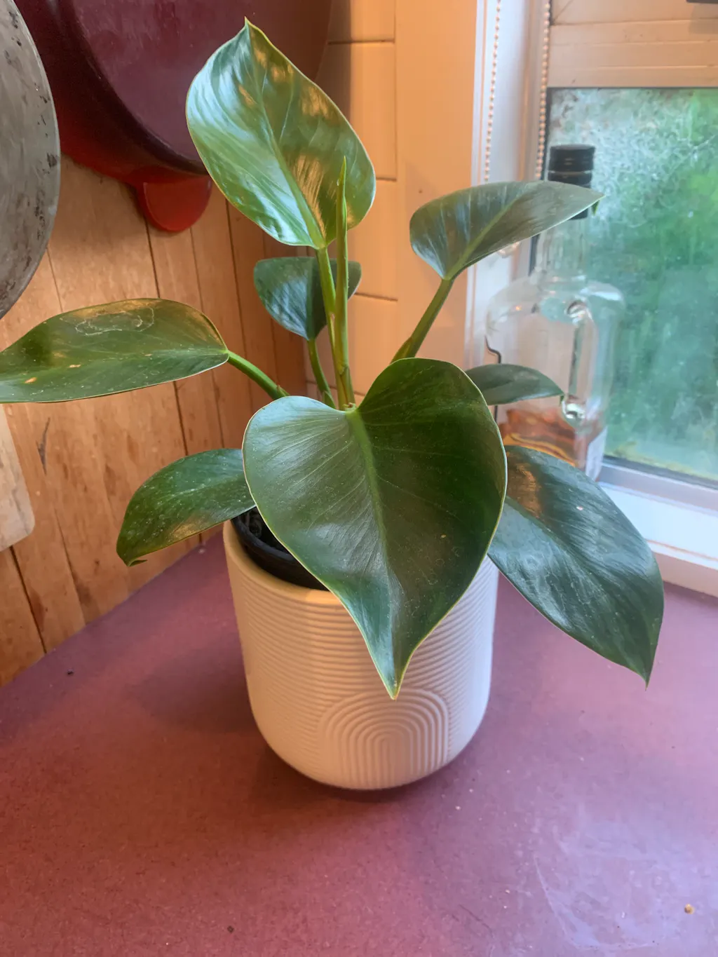 Apple Congo Philodendron Selloum Indoor Plant PlantHouse NZ