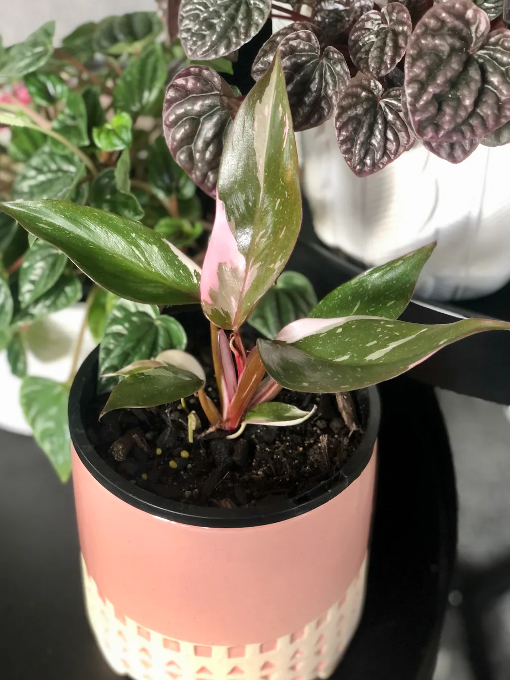 Philodendron Pink Princess Indoor Plant PlantHouse NZ