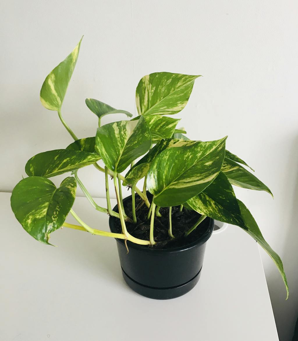 Gold Pothos triple - Epipremnum aureum - 2L / 17cm / Medium – PlantHouse