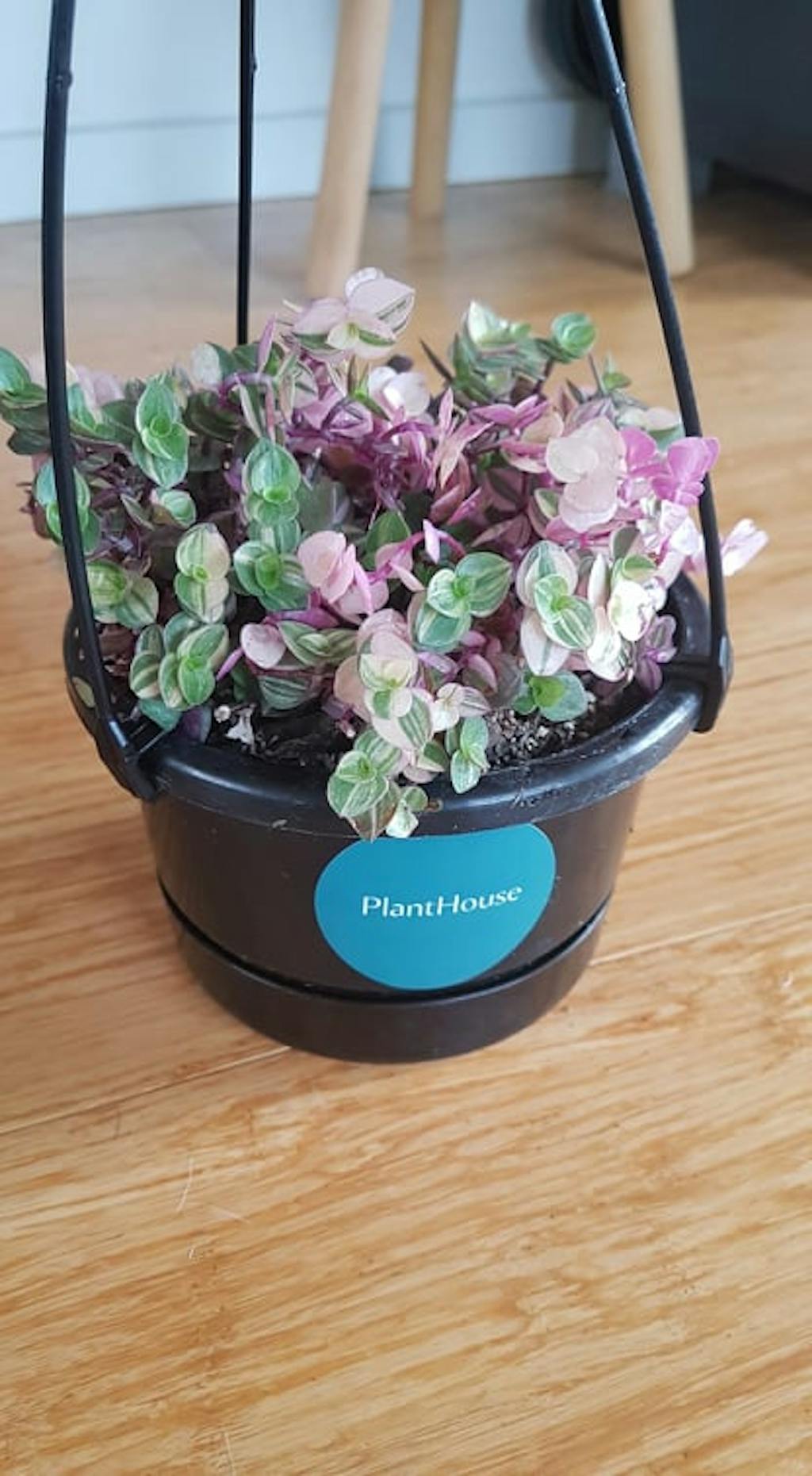 Pink Bubble Plant Callisia repens Indoor Plants PlantHouse NZ