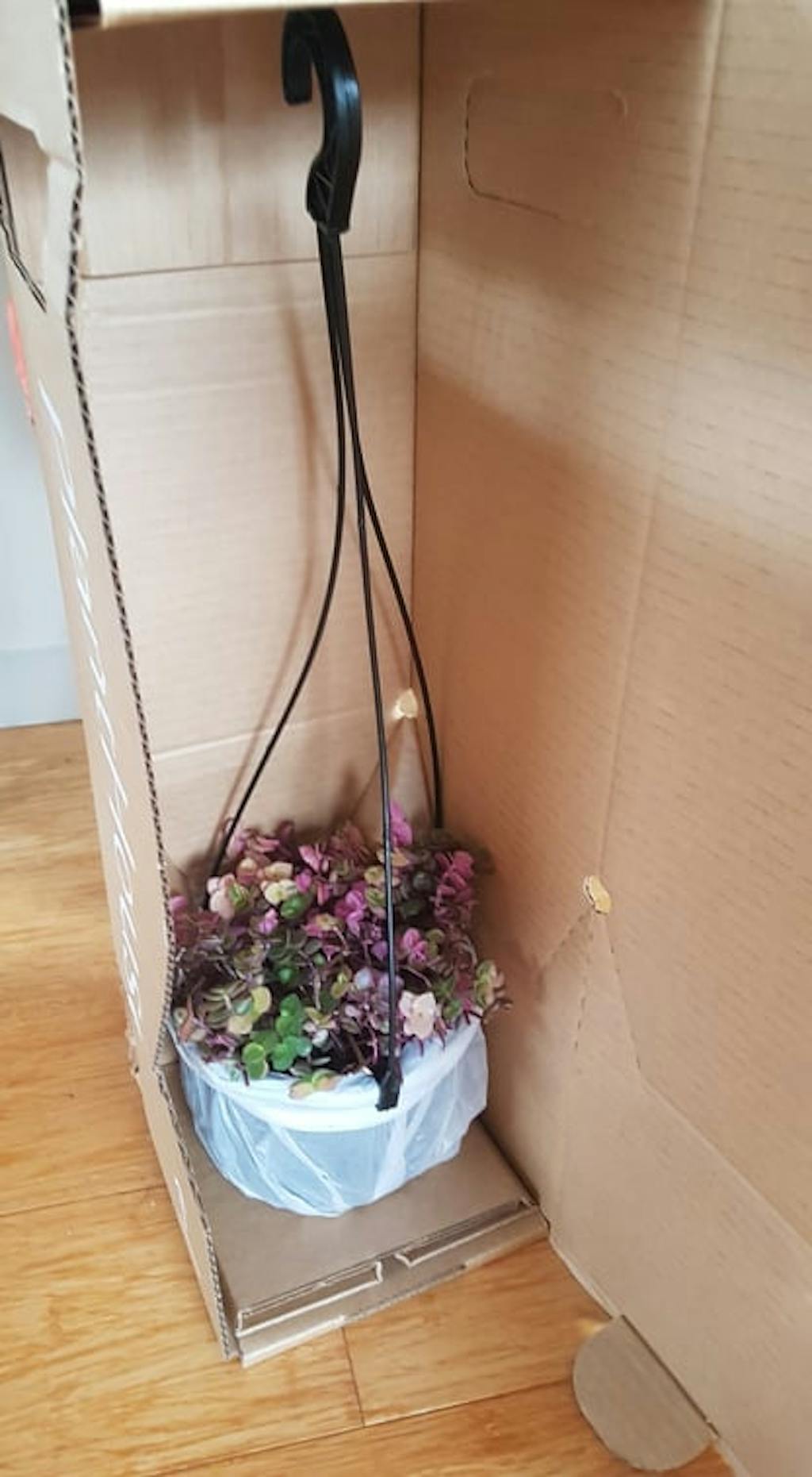 Pink Bubble Plant Callisia repens Indoor Plants PlantHouse NZ