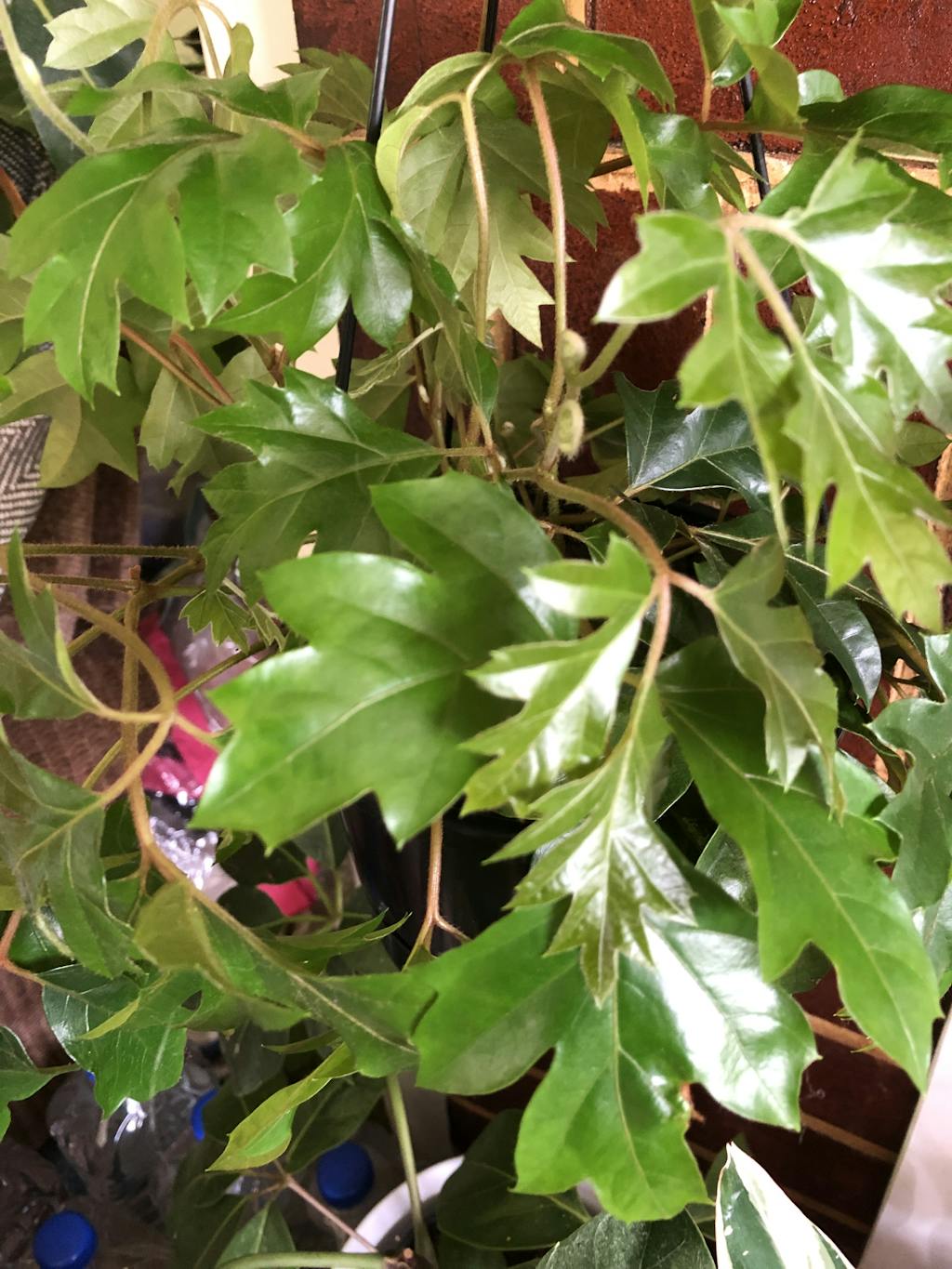 Grape Ivy Cissus rhombifolia 2L / 17cm / Medium PlantHouse