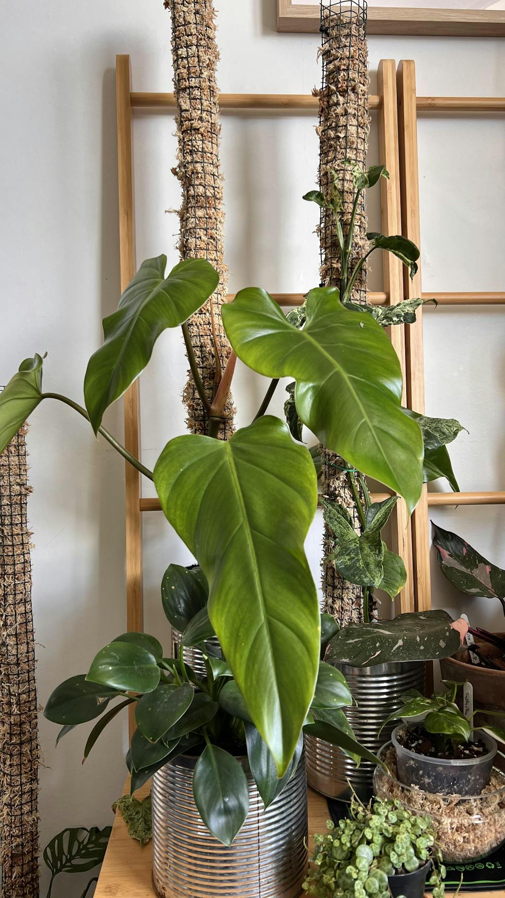 Hybrid Philodendron Erubescens X Imbe 25l 17cm Medium Planthouse