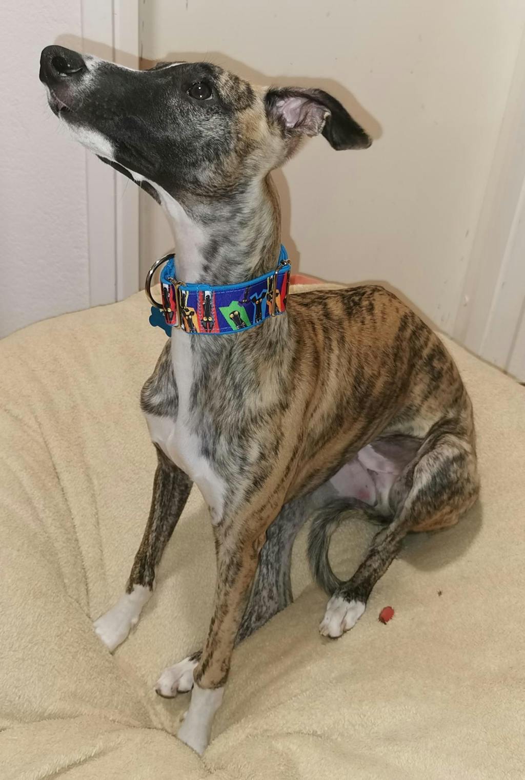 Adult Iberico, Suha Hrana za Pse