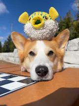 User picture