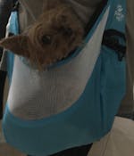 The Best Small Dog Carrier