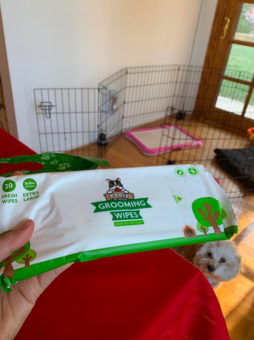 all 4 paws dog grooming