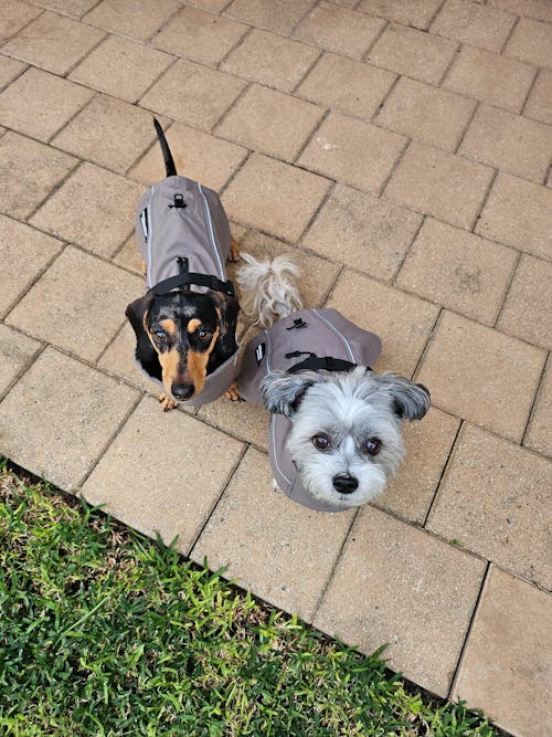 Pointer & Hound
