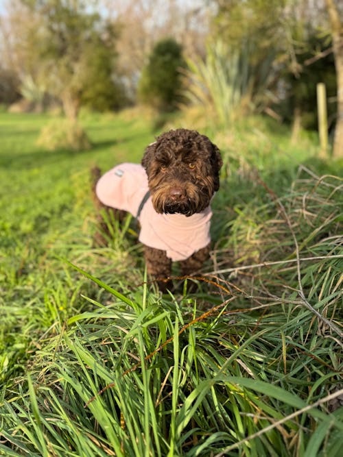 Waterproof Jacket - Pink