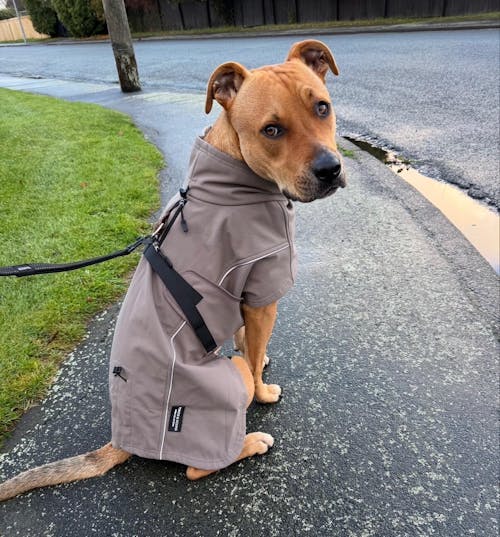 Waterproof Jacket - Mushroom