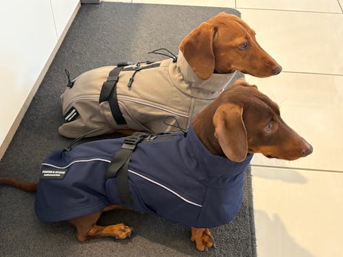Pointer & Hound