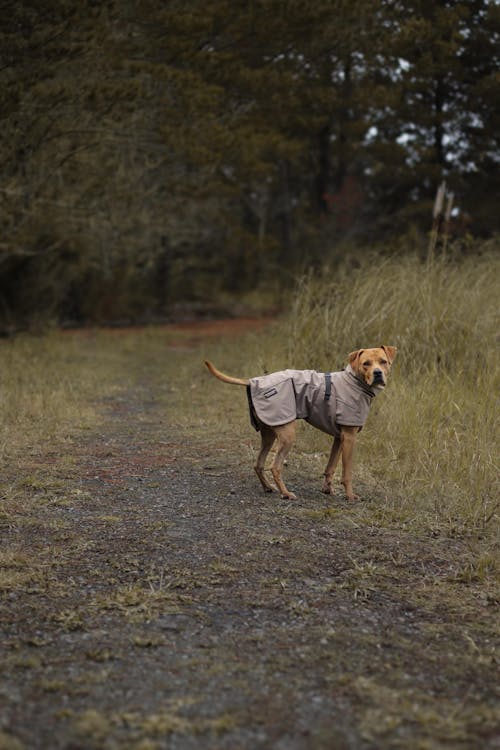 Pointer & Hound