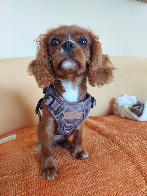 Signature Harness - Brown Tartan