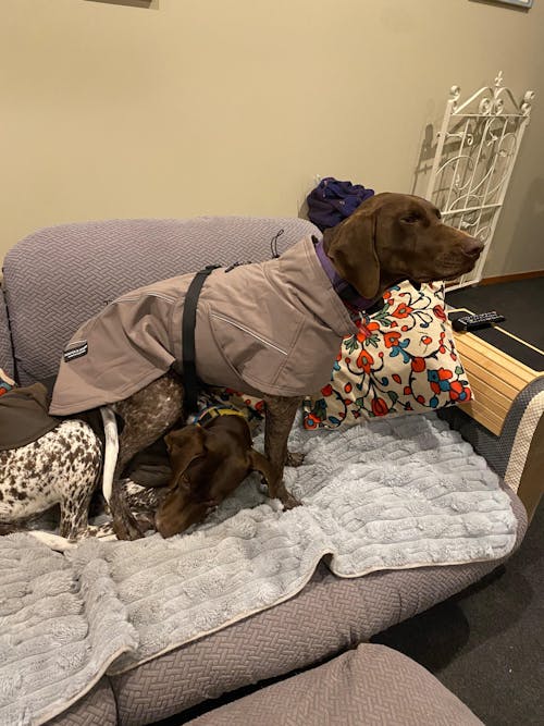 Pointer & Hound