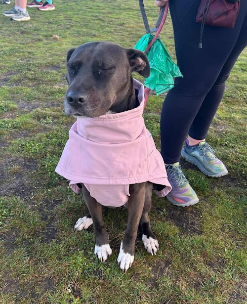 Waterproof Jacket - Pink