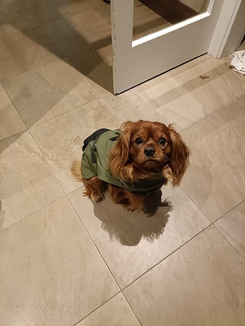 Waterproof Jacket - Green