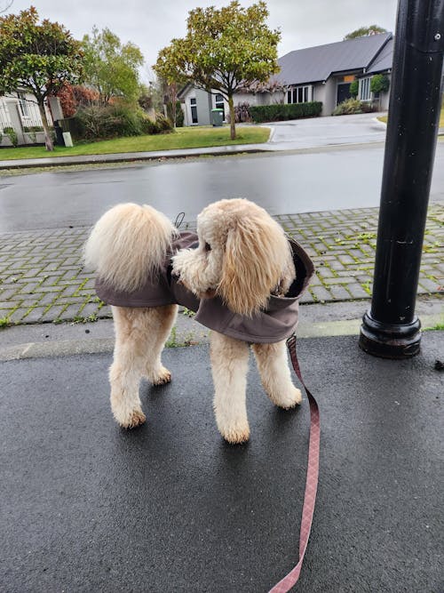 Waterproof Jacket - Mushroom