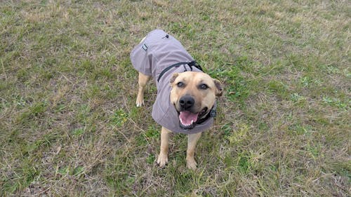 Waterproof Jacket - Mushroom