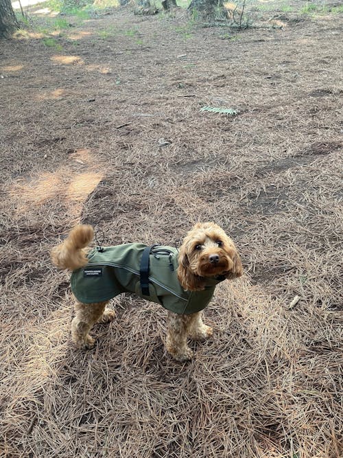 Waterproof Jacket - Green