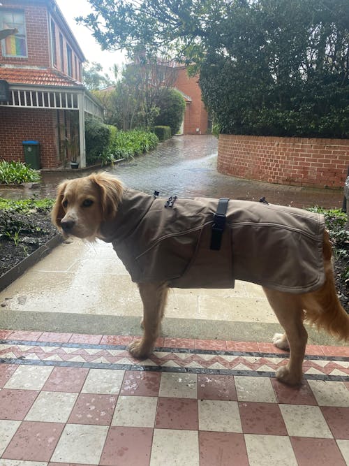 Waterproof Jacket - Mushroom