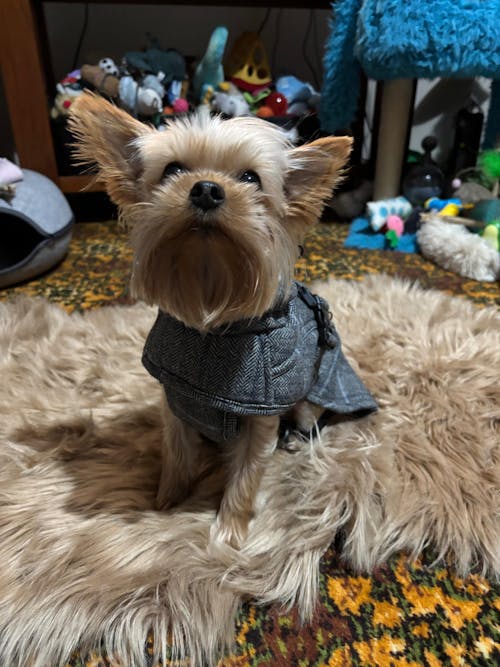 Wool-Blend Jacket