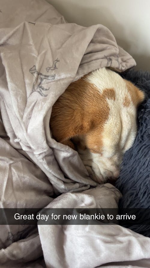 Luxury Blanket - P&H Print