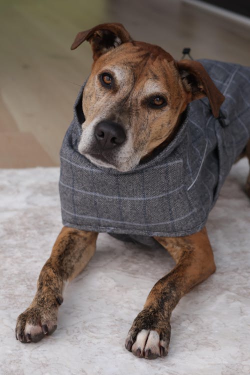 Wool-Blend Jacket