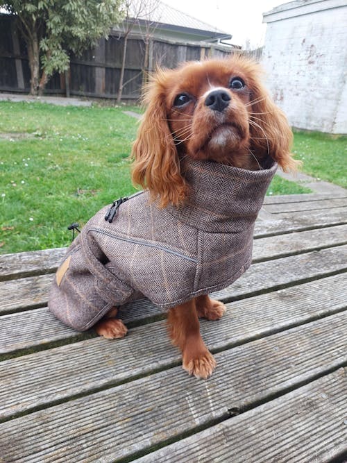 Wool-Blend Jacket
