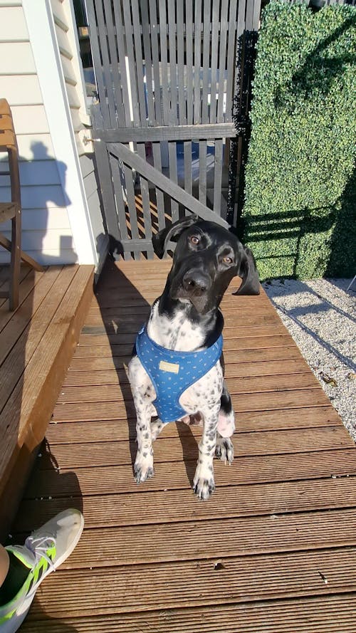 Pointer & Hound