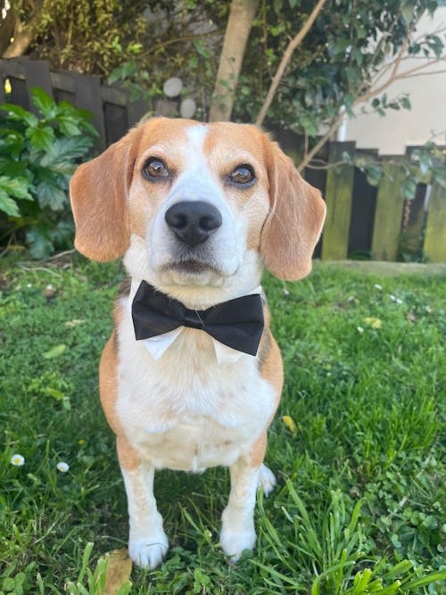 Wedding Set - Black Bow Tie