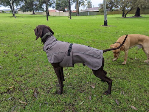 Waterproof Jacket - Mushroom