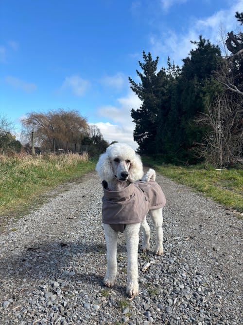 Waterproof Jacket - Mushroom