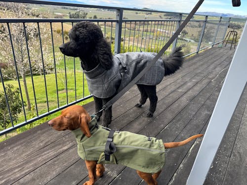 Pointer & Hound