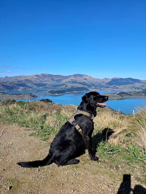 Pointer & Hound