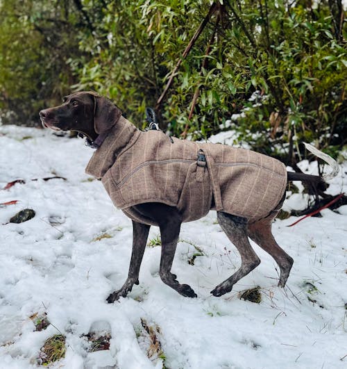 Wool-Blend Coat