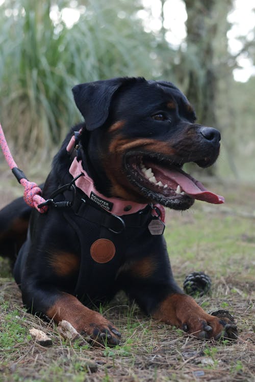 Tactical Collar - Pink