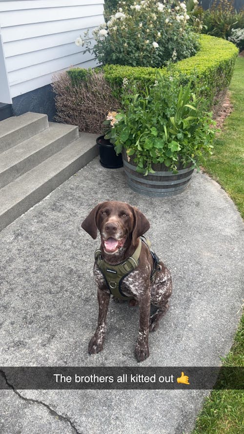 Tactical Harness - Army Green