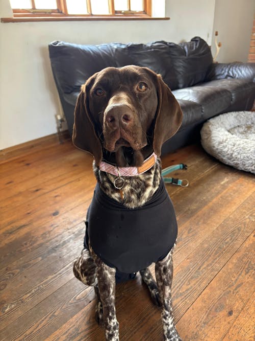 Signature Collar - Pink Tartan