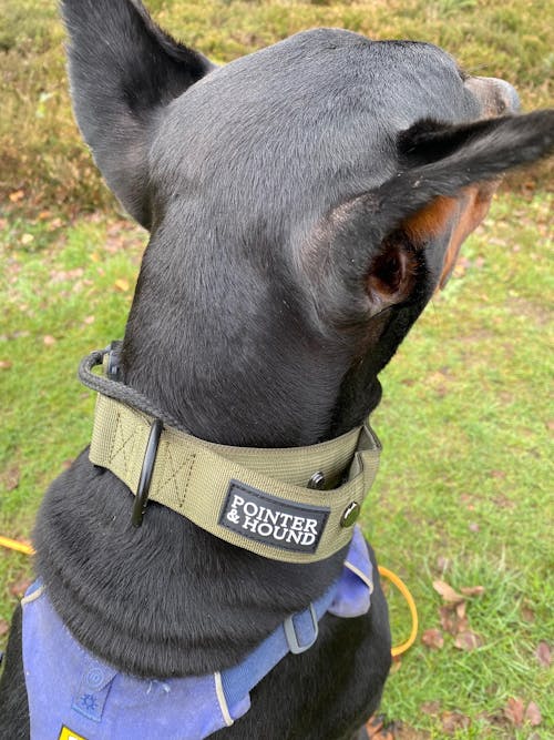 Tactical Collar - Army Green