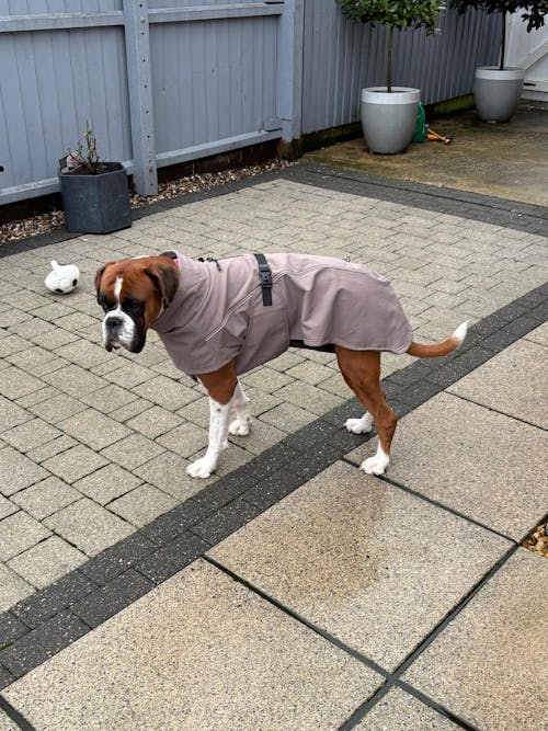 Waterproof Jacket - Mushroom