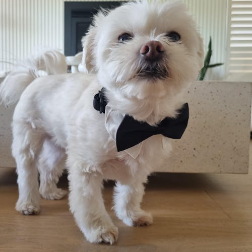 Wedding Set - Black Bow Tie