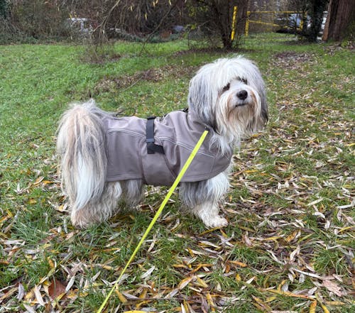 Waterproof Jacket - Mushroom