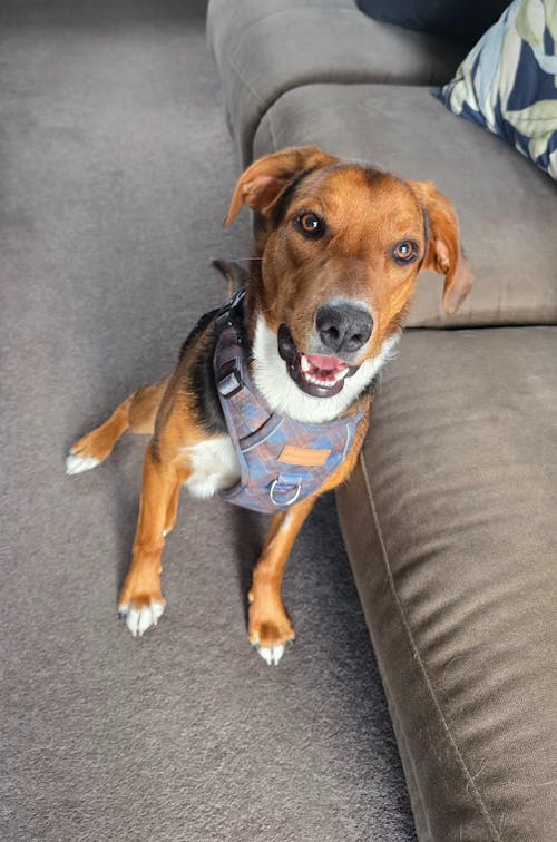 Signature Harness - Blue Tartan